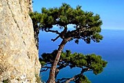 Крым ждет гостей. // turkrym.com