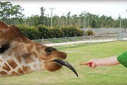 В числе достопримечательностей - сафари-парк. // lioncountrysafari.com