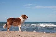 Лишь два пляжа готовы принять собак. // S Curtis, Shutterstock.com