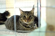 Один из эрмитажных котиков // hermitagecats.ru