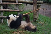 Туристы посетят заповедник панд. // Jason KS Leung, Shutterstock.com