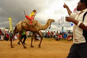 Верблюжьи скачки - развлечение для всех. // Magical Kenya