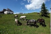 Липицианские кони // Pressezone.at