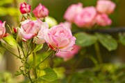 Розы будут цвести до осени. // KonstantinChristian, Shutterstock.com