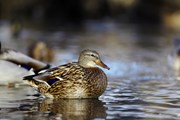 Музей посвящен природе Дуная. // Kichigin, Shutterstock.com