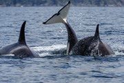 Херманус - мировая "столица китов". // Menno Schaefer, Shutterstock.com