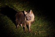 Животных можно увидеть в необычной обстановке. // Adamec, Zoopraha.cz
