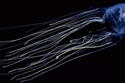 Box jellyfish представляют опасность для купальщиков. // hint4.me