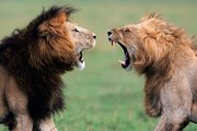 Львы в парке Кора // 8thingstodo.com