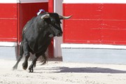 Забеги с быками уходят в прошлое. // Valeniker, Shutterstock.com