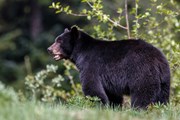 Медведи могут быть опасны. // Menno Schaefer, Shutterstock.com