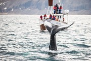 Кроме того, туристы смогут понаблюдать за китами. // Denis Kichatof, Shutterstock.com