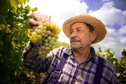 Испанские виноделы ждут туристов. // StockLite, Shutterstock.com