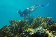 Косумель привлекает любителей подводного мира. // Vilainecrevette, Shutterstock.com