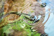 В аквариуме поселились диковинные обитатели глубин. // sealifehelsinki.ru