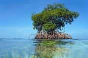 Мангровые деревья могут достигать 15 метров в высоту. // Vilainecrevette, Shutterstock.com