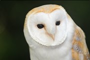 Посетители бара смогут пообщаться с совами. // annietheowl.com