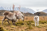 Весной олени появляются на свет. // Incredible Arctic, Shutterstock.com