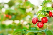 Фестиваль малины пройдет 11 июля 2015 года. // Grisha Bruev, Shutterstock.com