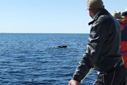 Норвегия приглашает на встречу с китами. // whalesafari.no