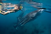 Сезон продлится до июля. // Dudarev Mikhail, Shutterstock.com