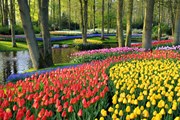 В этом году в Кёкенхофе - сезон Ван Гога. // holland.com