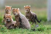 Гепарды приглашают на соревнование. // zoopraha.cz