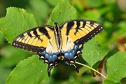 Сад бабочек будет работать круглый год. // Steven Fowler, shutterstock.com