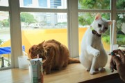 Обитатели котокафе в Москве // kotocafe.ru