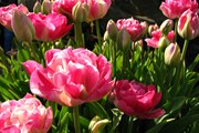 Весна - время тюльпанов. // Jina Lee, Wikipedia
