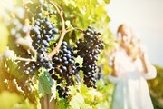 Туристов познакомят с виноделием юга России. // Capricorn Studio, Shutterstock.com
