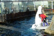 Можно посмотреть, как кормят белуху. // moscowzoo.ru