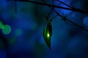 Сезон светлячков - во второй половине июня // Visit Japan