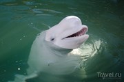 Белуха в утришском Дельфинарии // Travel.ru