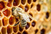 В Татарстане развивается агротуризм. // Shaiith, shutterstock.com
