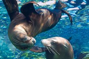 В "Москвариуме" обитают морские жители со всех концов света. // moskvarium.ru