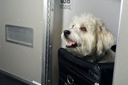 Животные летают с комфортом. // American Airlines