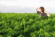 Индейцы санти-сиу хотят заработать на "травке". // gettingsober.info