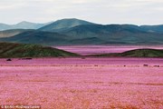 Цветущая Атакама // Mario Ruiz, Corbis