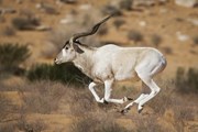 Более двух тысяч диких животных будут обитать в сафари-парке. // juzaphoto.com