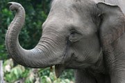 Зоозащитники борются за права слонов. // worldwildlife.org