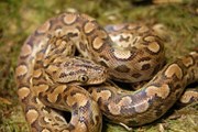 Пресмыкающихся принесло на пляжи после наводнения. // myreptile.ru