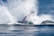 Горбатые киты приплывают к берегам  Доминиканы. // Министерство туризма Доминиканы.