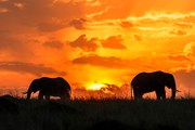 Сафари - незабываемое приключение. // touristlink.com