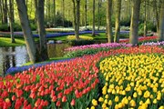 В парке Кёкенхоф - 7 миллионов цветов. // Офис Нидерландов по туризму