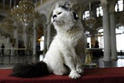 Коты охраняют Эрмитаж от грызунов. // telegraph.co.uk
