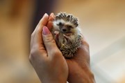 Ёжики общаются с посетителями кафе. // abc.net
