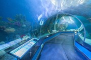Подводный тоннель океанариума. // primocean.ru