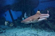В океанариуме обитают 2 тысячи рыб и морских животных. // ugra-news.ru