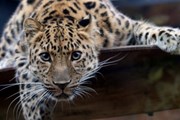 Туристы смогут посещать парк без гида. // ecocollaps.ru